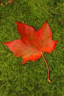 0106 Autumn Sycamore Leaf (Acerpseudoplatanus) on Moss